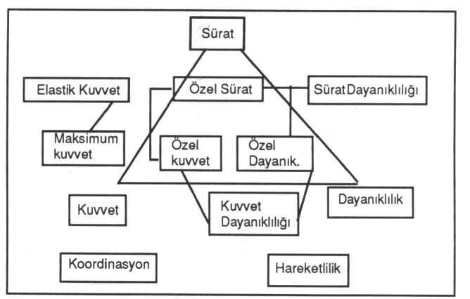 Antrenmanda farklı şiddetde farklı sürede egzersiz ve dinlenme zamanları farklı motorik özelliklerin gelişmesini sağlar. Bu açıdan doğru yüklenme ve dinlenme yöntemini seçmelisiniz.