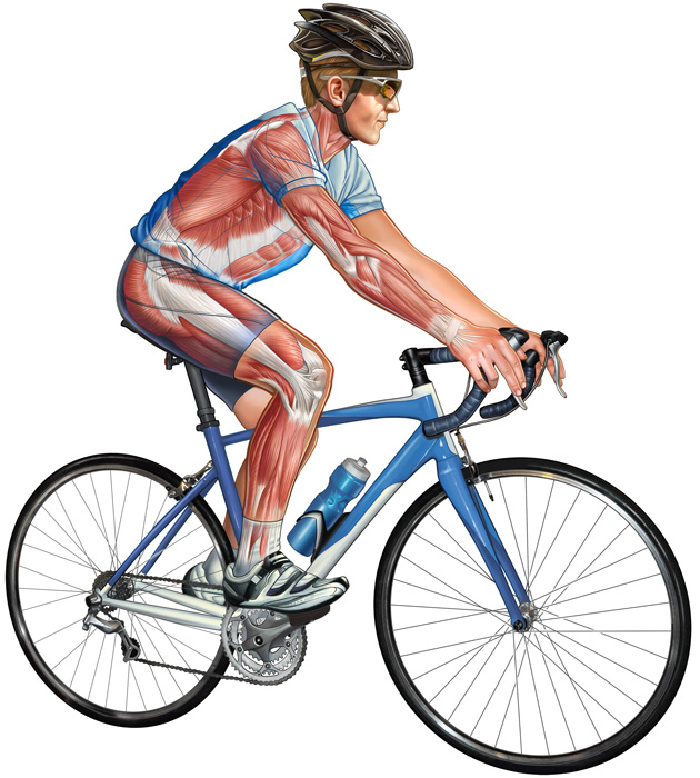 На велосипеде качаются мышцы. Велосипед для велоспорта. Велосипед мышцы. Езда на велосипеде мышцы. Велосипед мышцы задействованы.